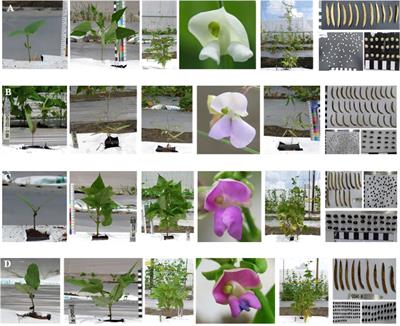 Using phenomics to identify and integrate traits of interest for better-performing common beans: A validation study on an interspecific hybrid and its Acutifolii parents